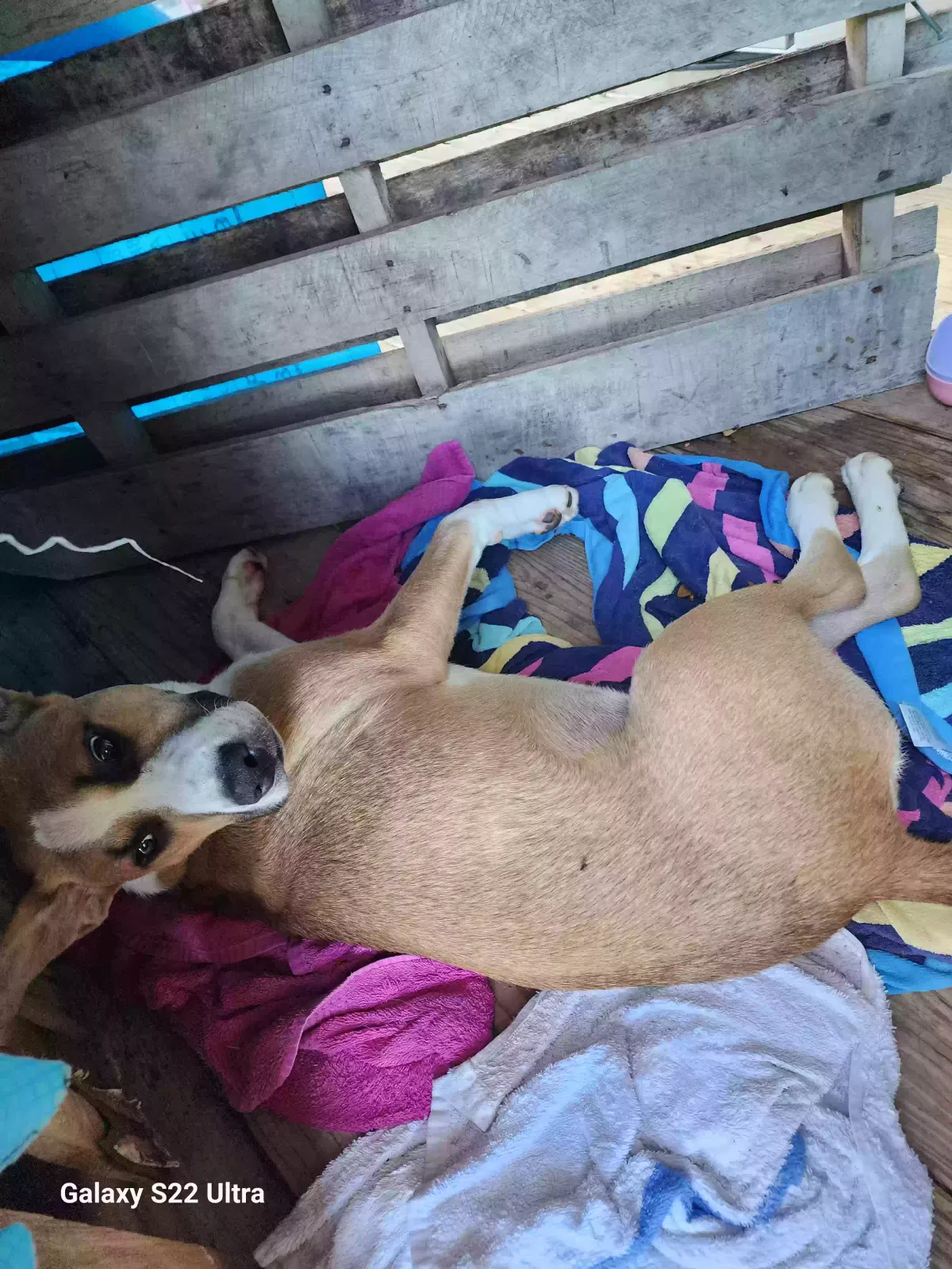 Found dog in Omaha, AR, 72662
