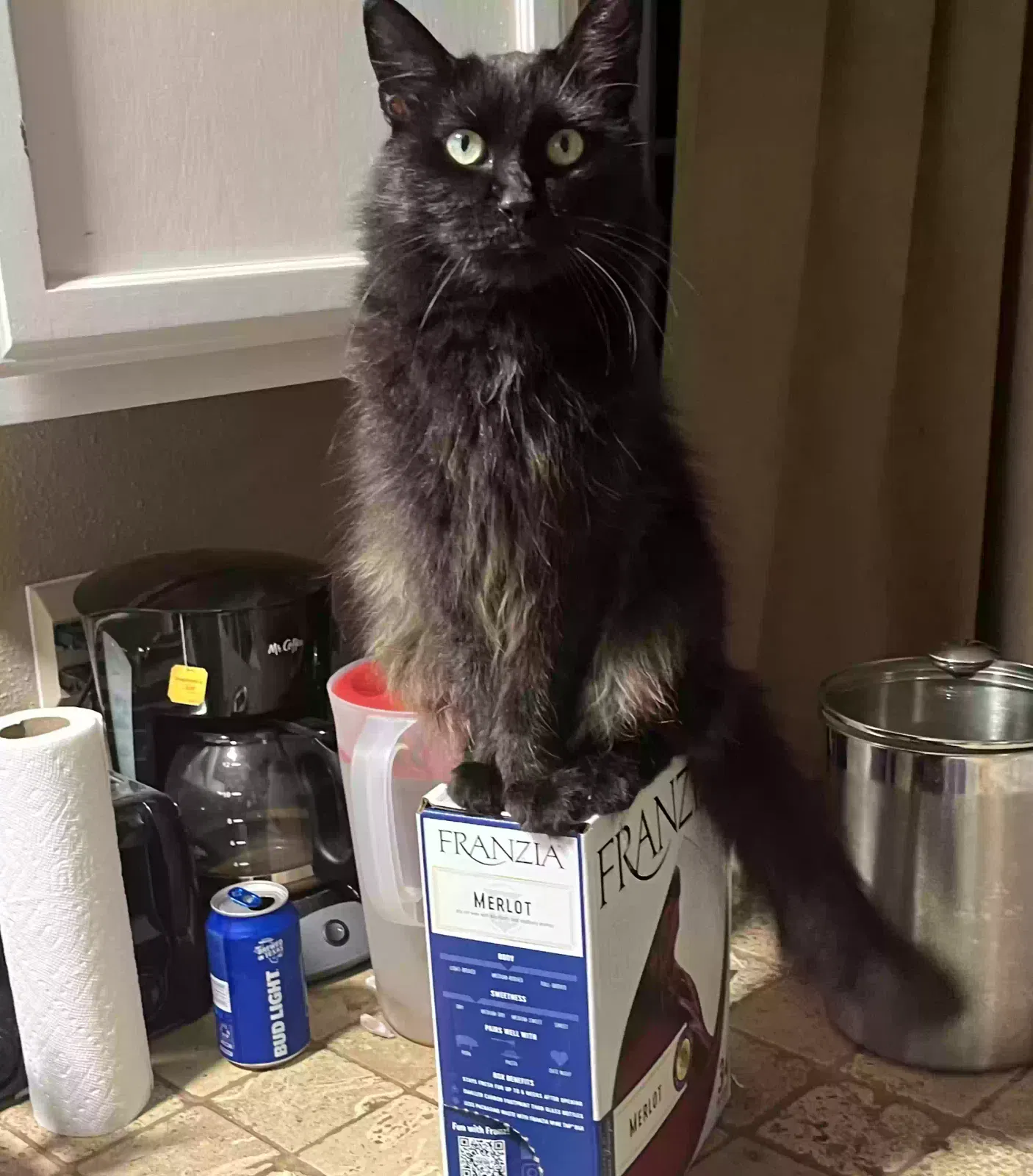 Lost cat in Pearland, TX, 77581