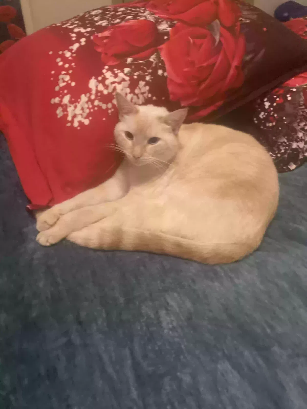 Lost cat in Dunnellon, FL, 34432