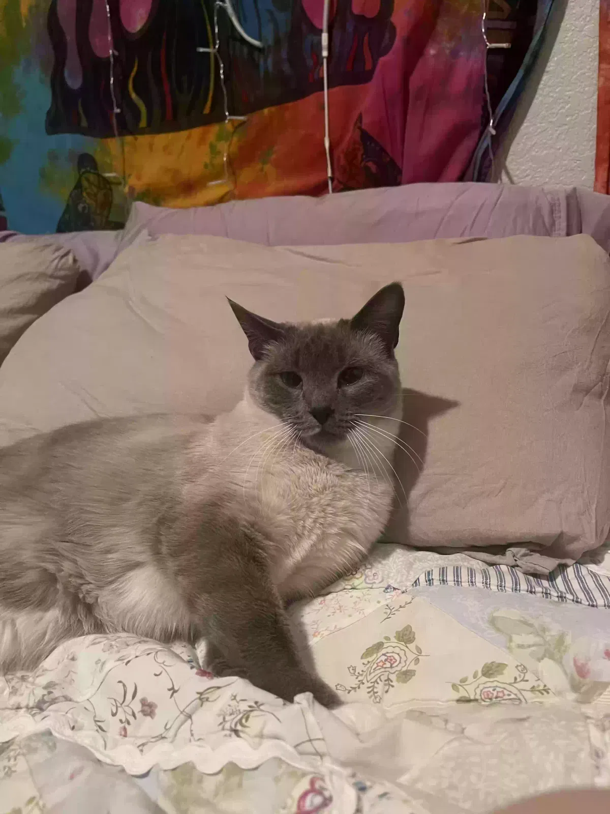 Lost cat in Denver, CO, 80229