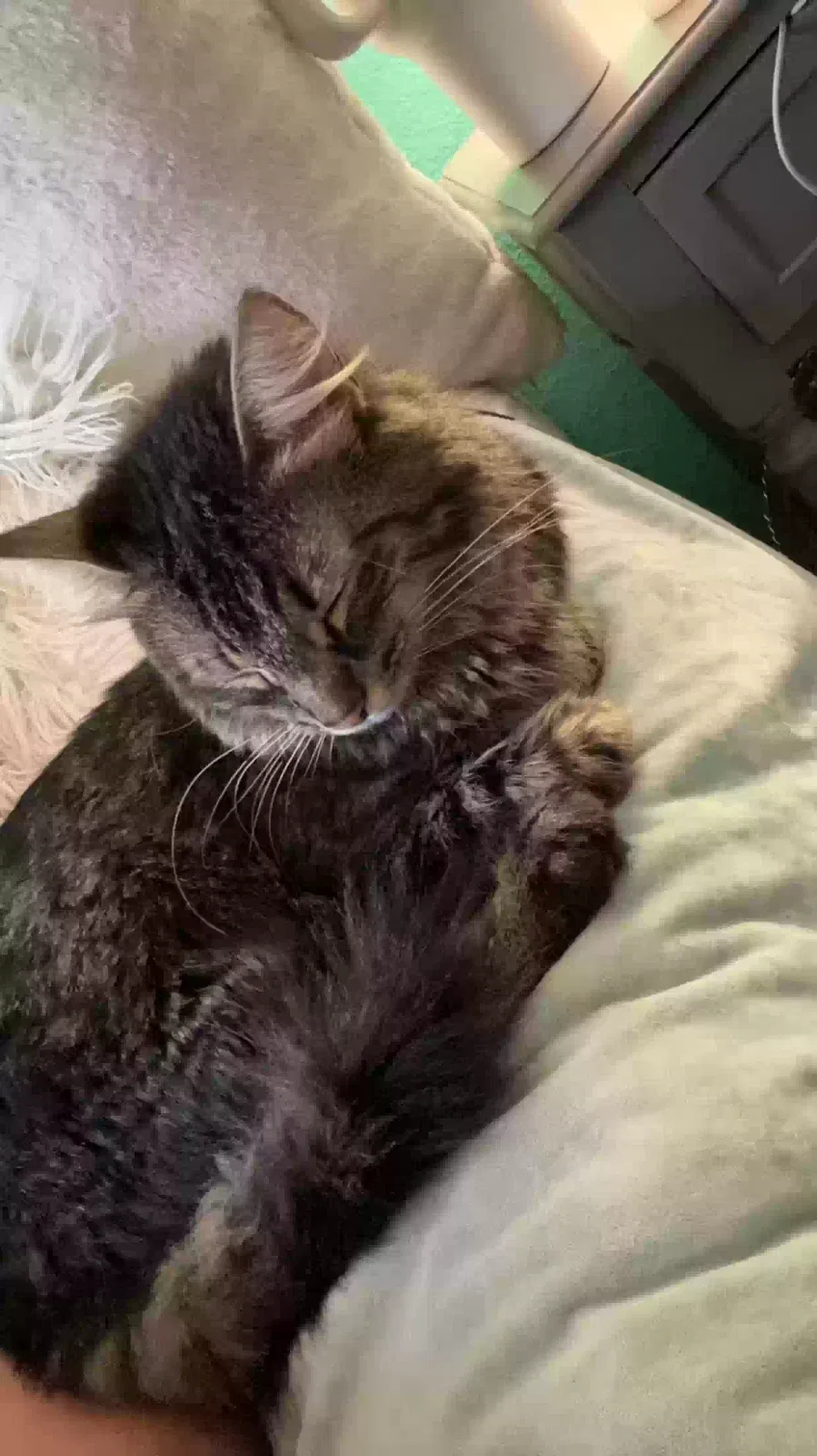 Lost cat in Fort Worth, TX, 76103