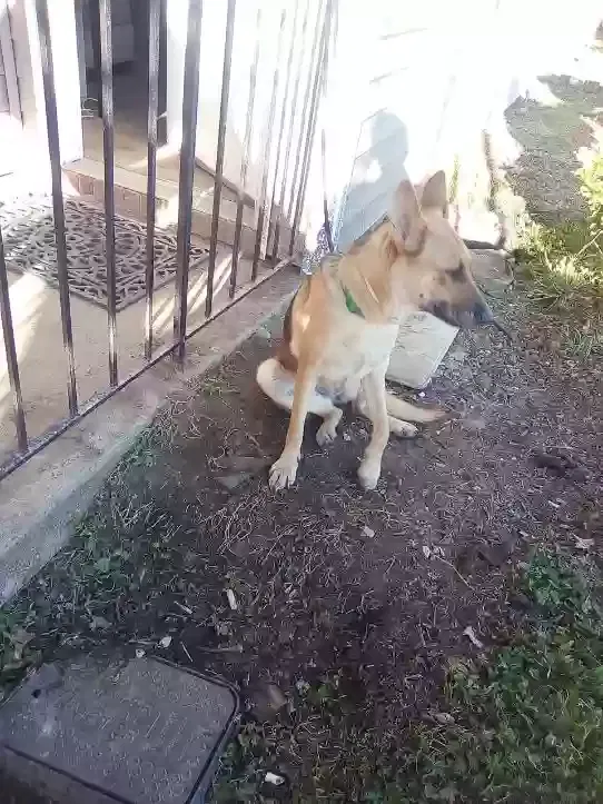 Lost dog in Dunbar, WV, 25064