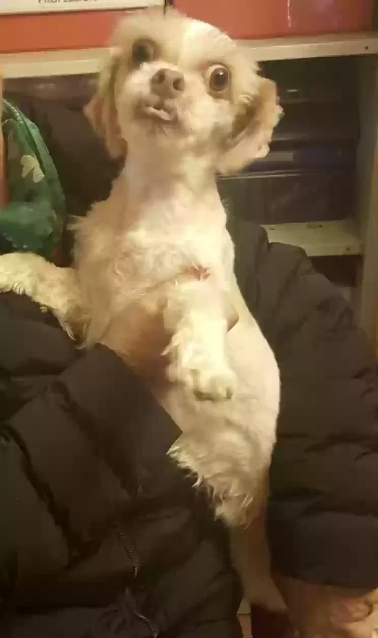 Lost dog in Auburn, WA, 98092