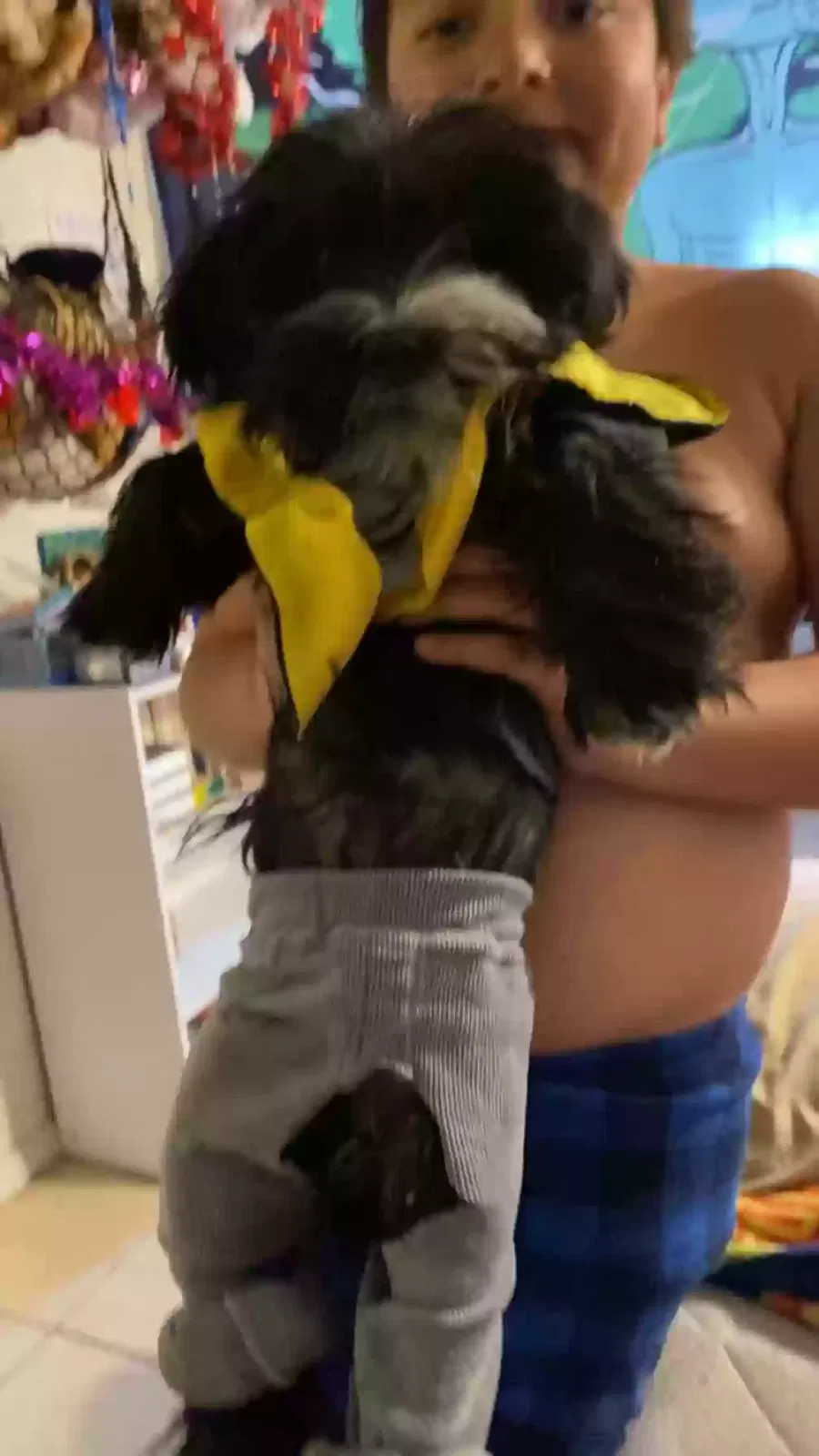 Lost dog in El Paso, TX, 79907