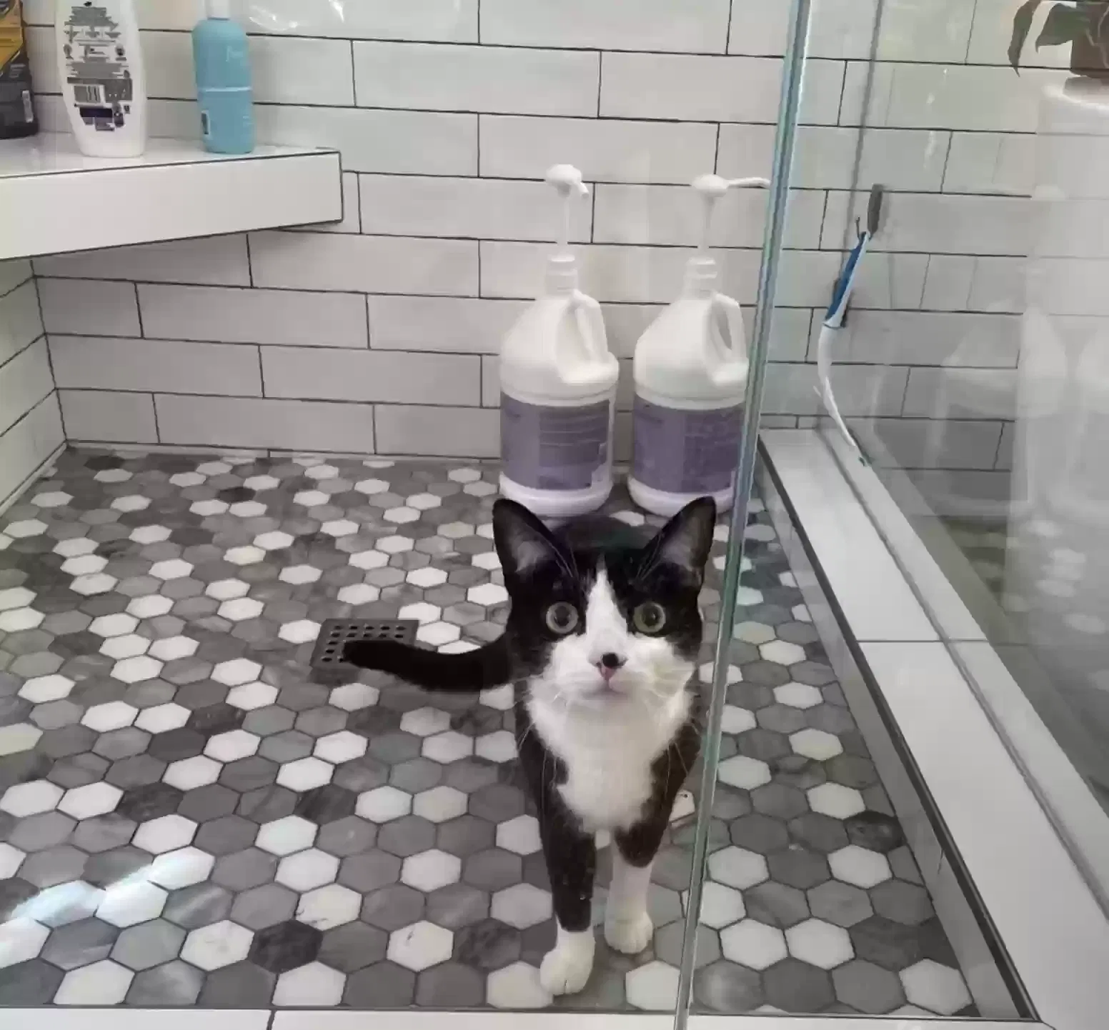 Lost cat in Ladera Ranch, CA, 92694