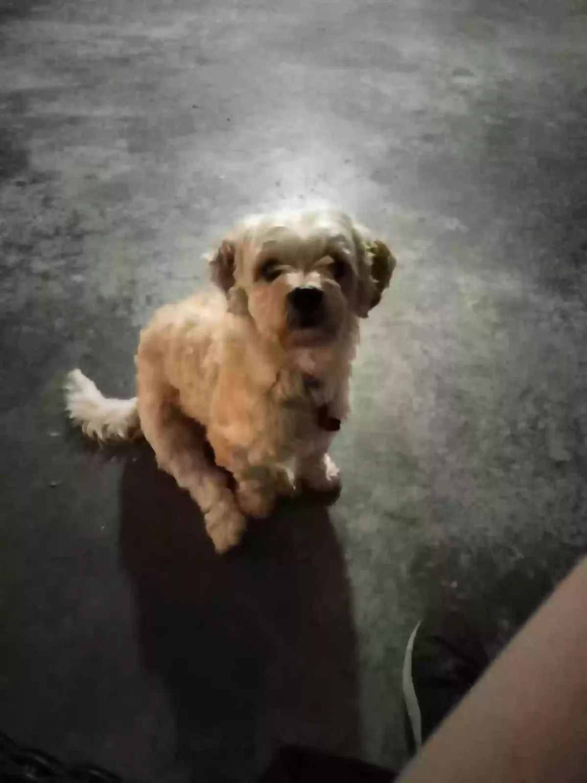 Lost dog in High Point, NC, 27265