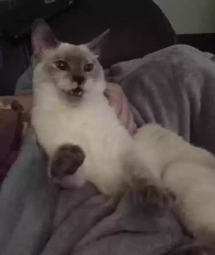Lost cat in Columbus, OH, 43223