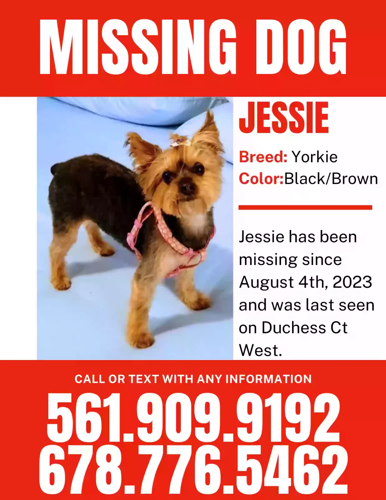 Lost dog in Boynton Beach, FL, 33436
