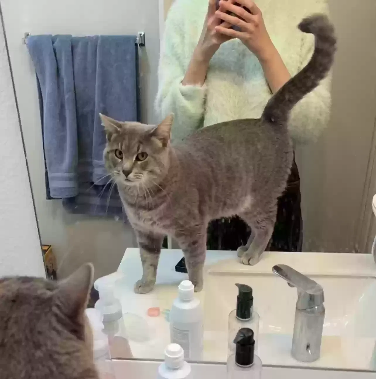 Lost cat in West Lafayette, IN, 47906