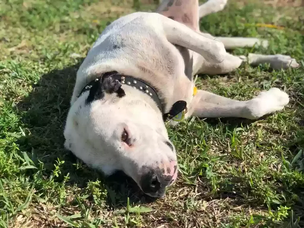 Lost dog in Miami, FL, 33169
