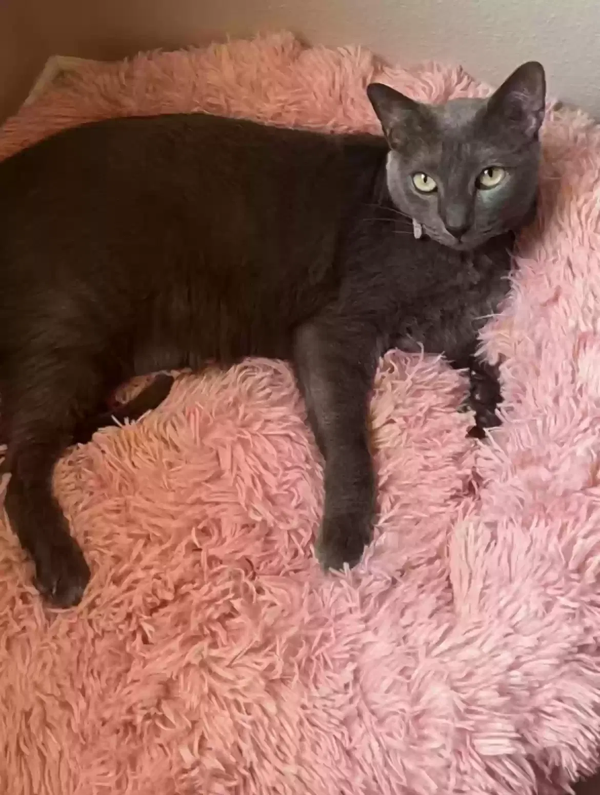Lost cat in Edinburg, TX, 78539