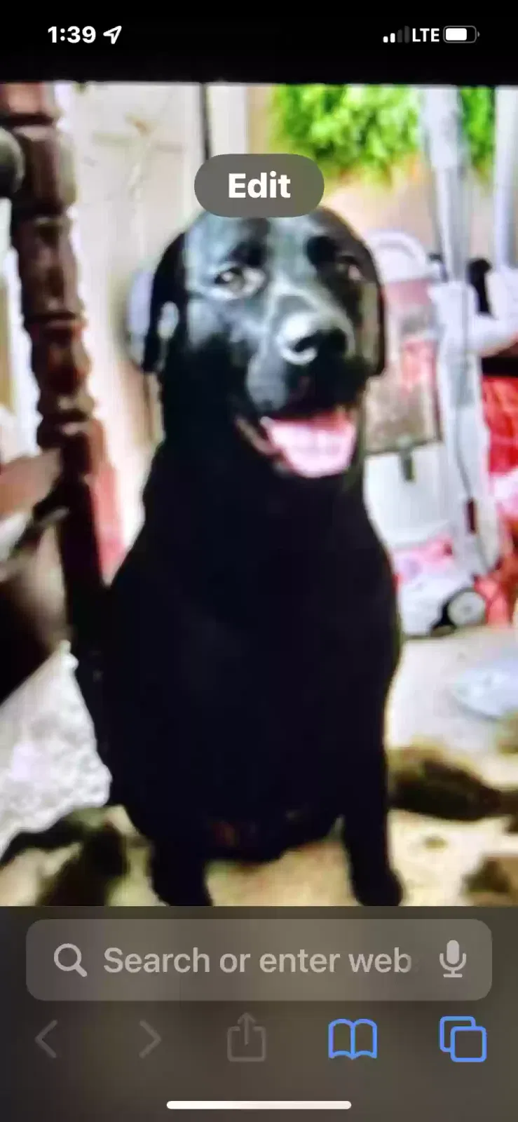 Lost dog in Simpsonville, SC, 29681