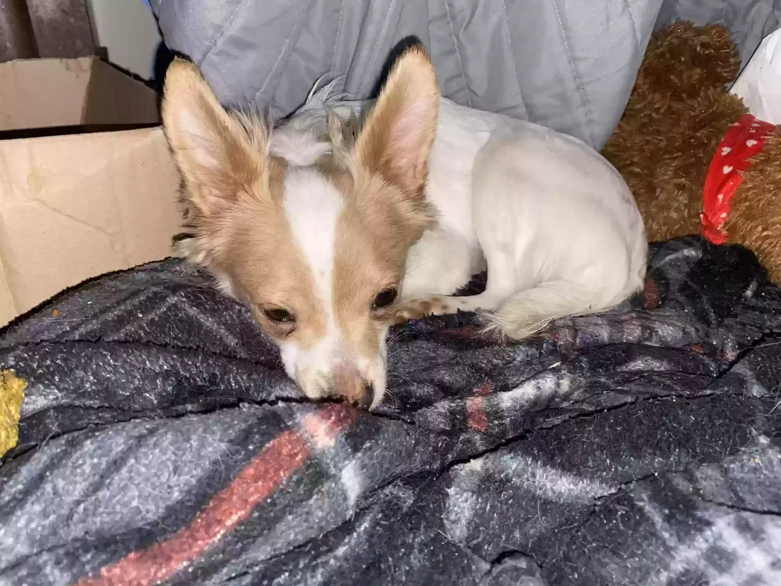 Lost dog in Albuquerque, NM, 87107