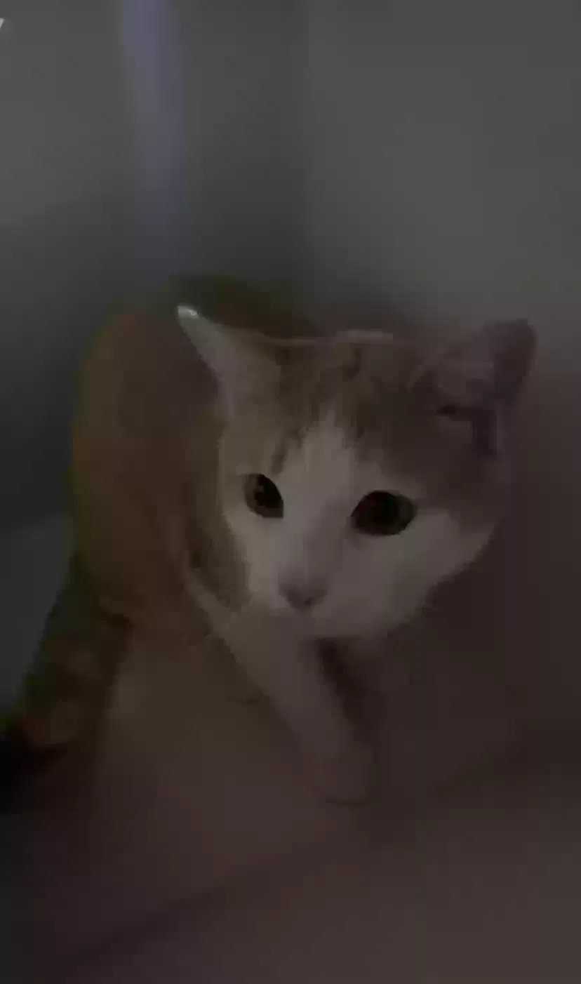 Lost cat in La Puente, CA, 91744