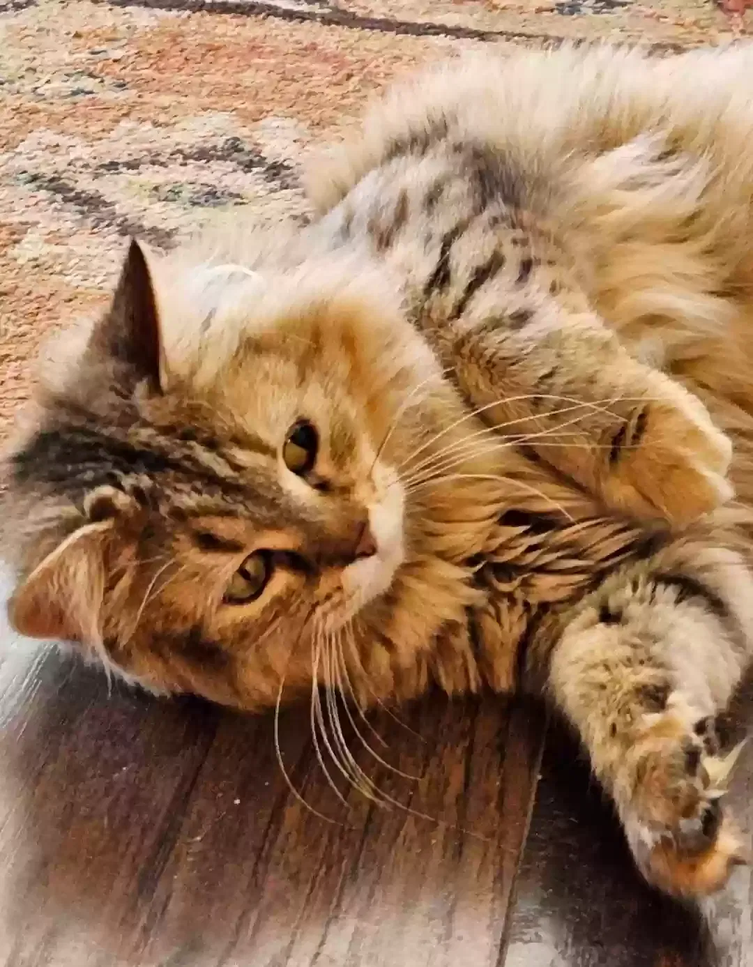 Lost cat in Greensboro, NC, 27455