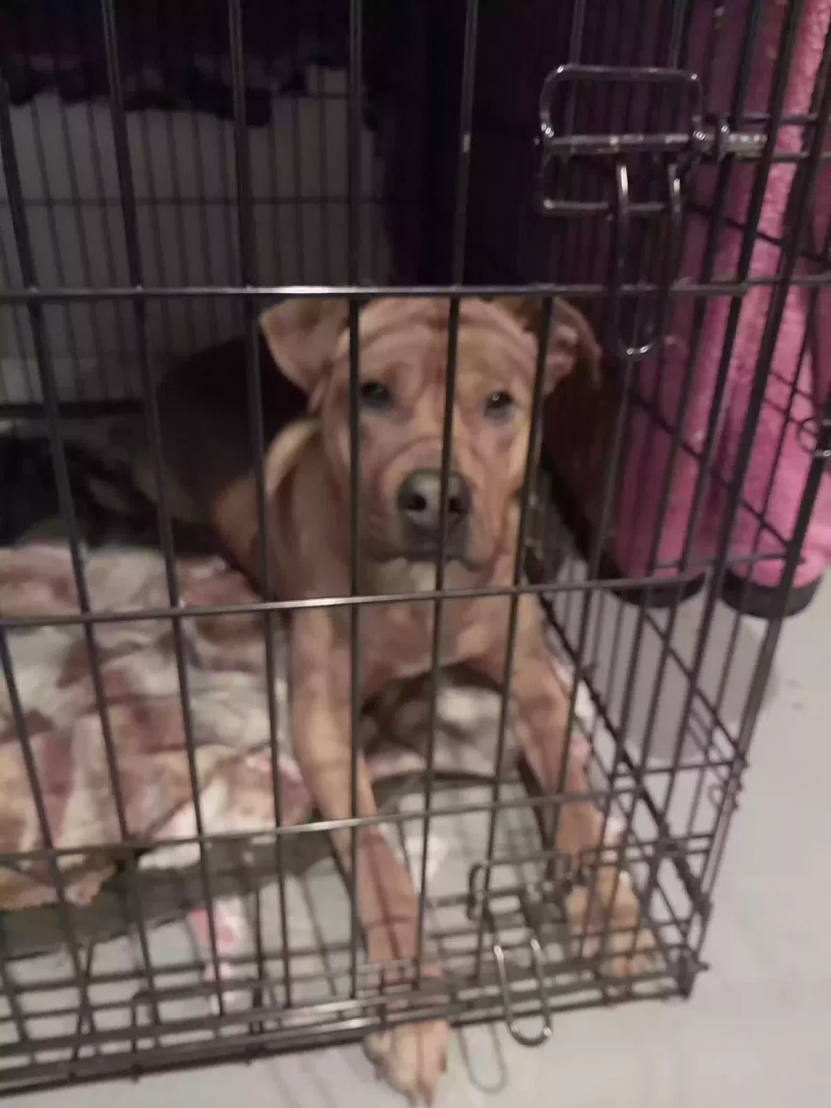 Lost dog in Saint Louis, MO, 63118
