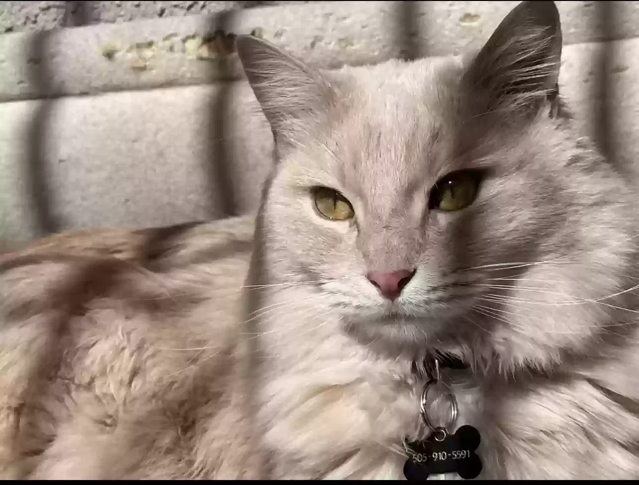 Lost cat in Albuquerque, NM, 87121