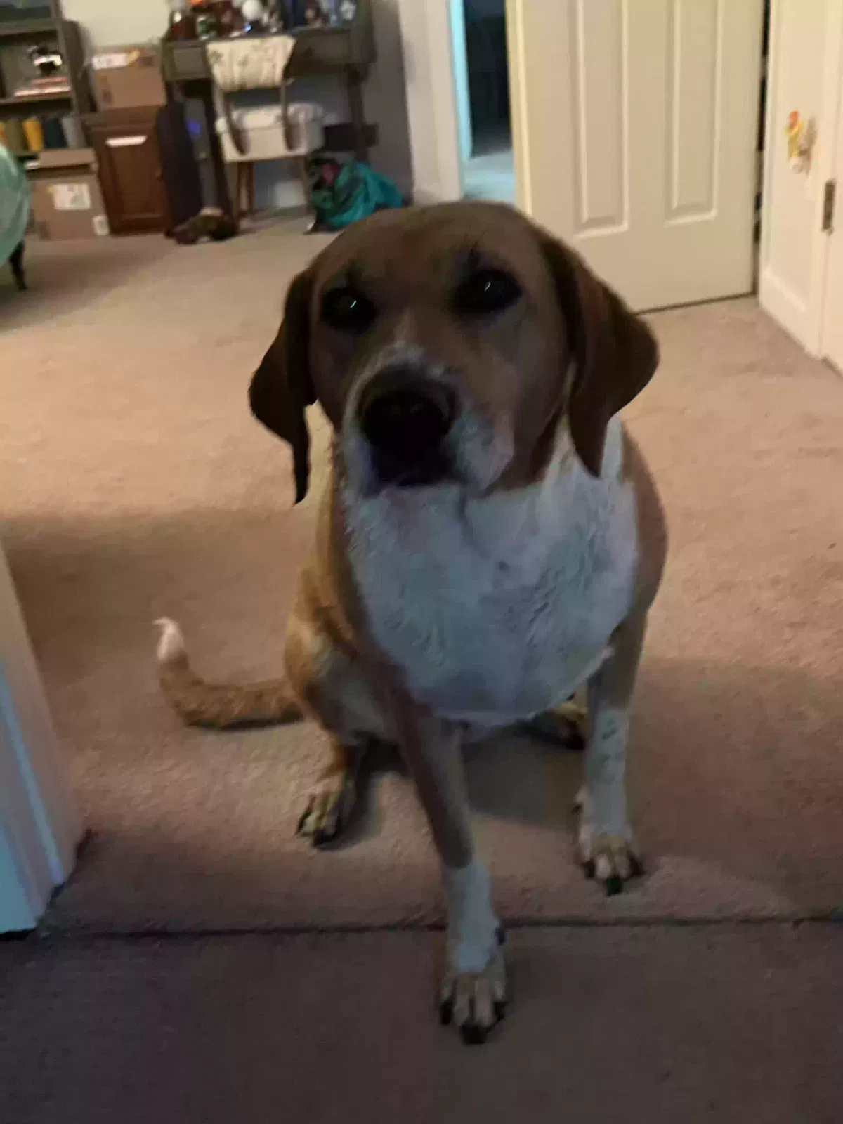 Found dog in Asheboro, NC, 27205
