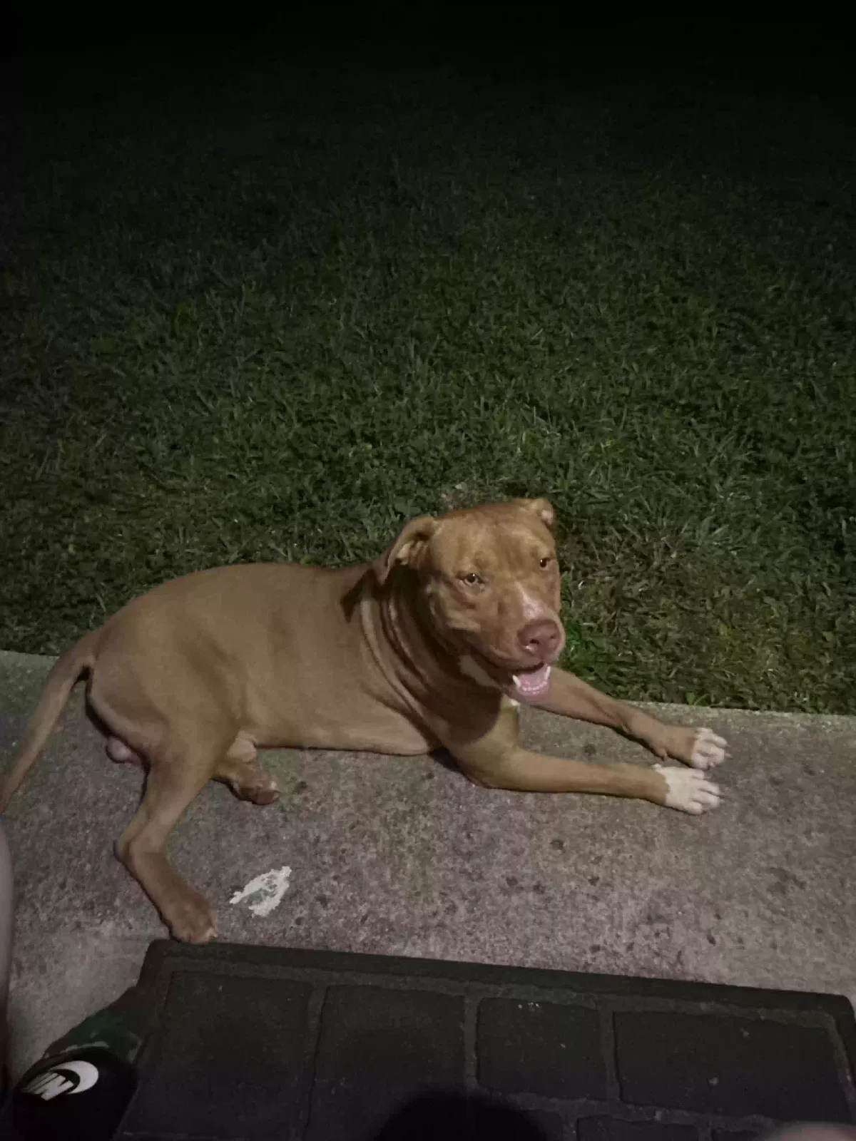 Found dog in Hollywood, FL, 33021
