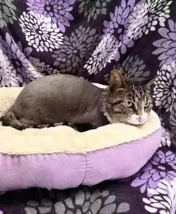 Lost cat in Harrisburg, PA, 17104