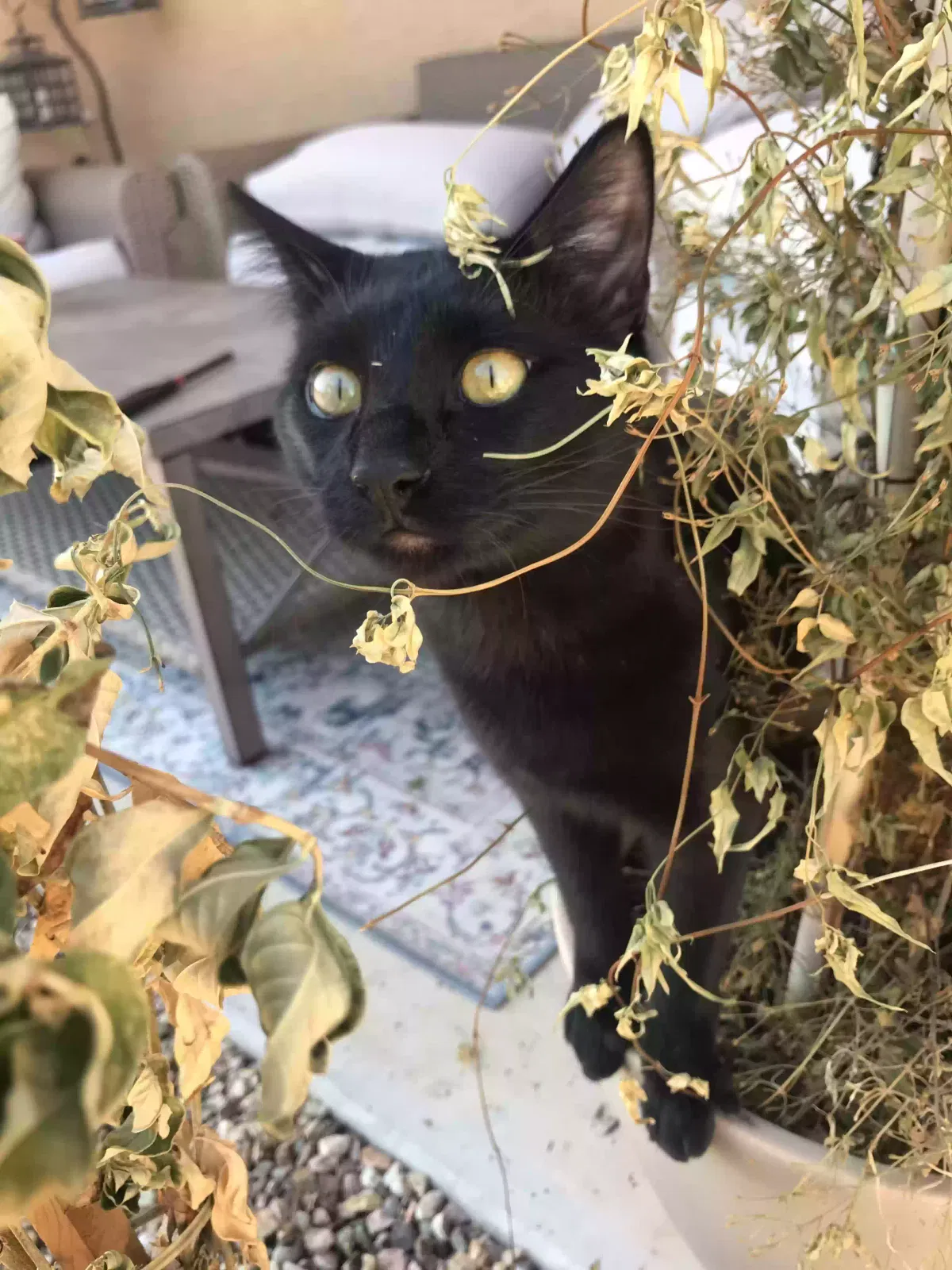 Lost cat in Tucson, AZ, 85757
