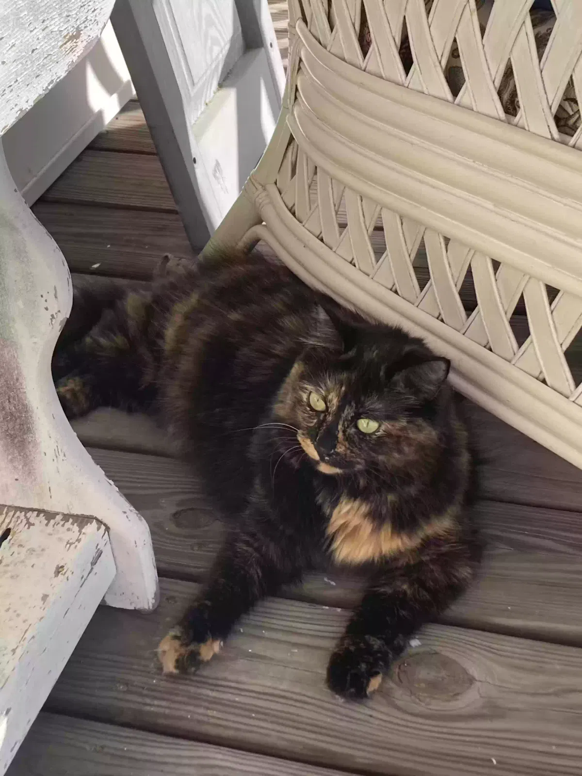 Lost cat in Florence, SC, 29505