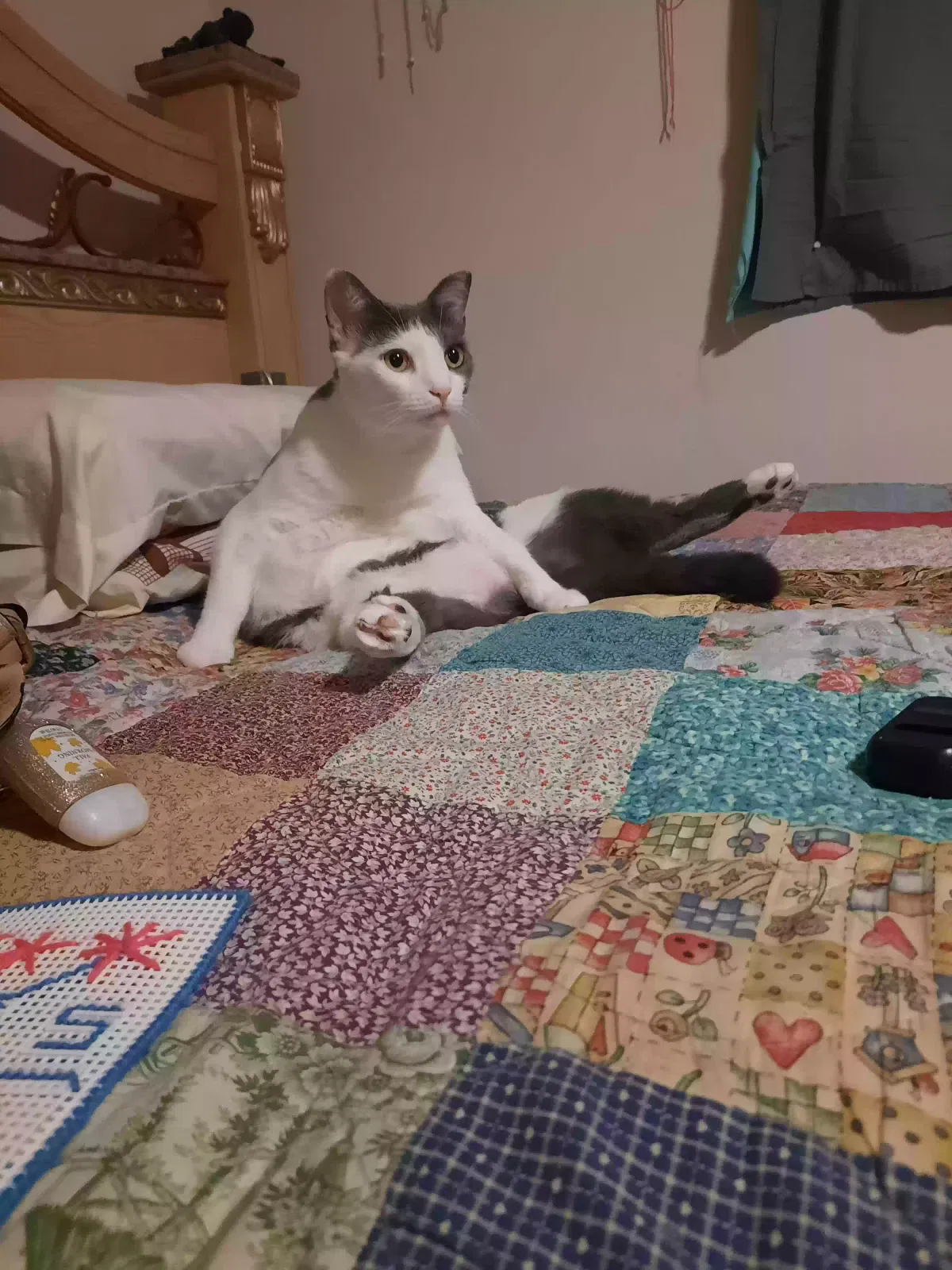Lost cat in Charleston, TN, 37310
