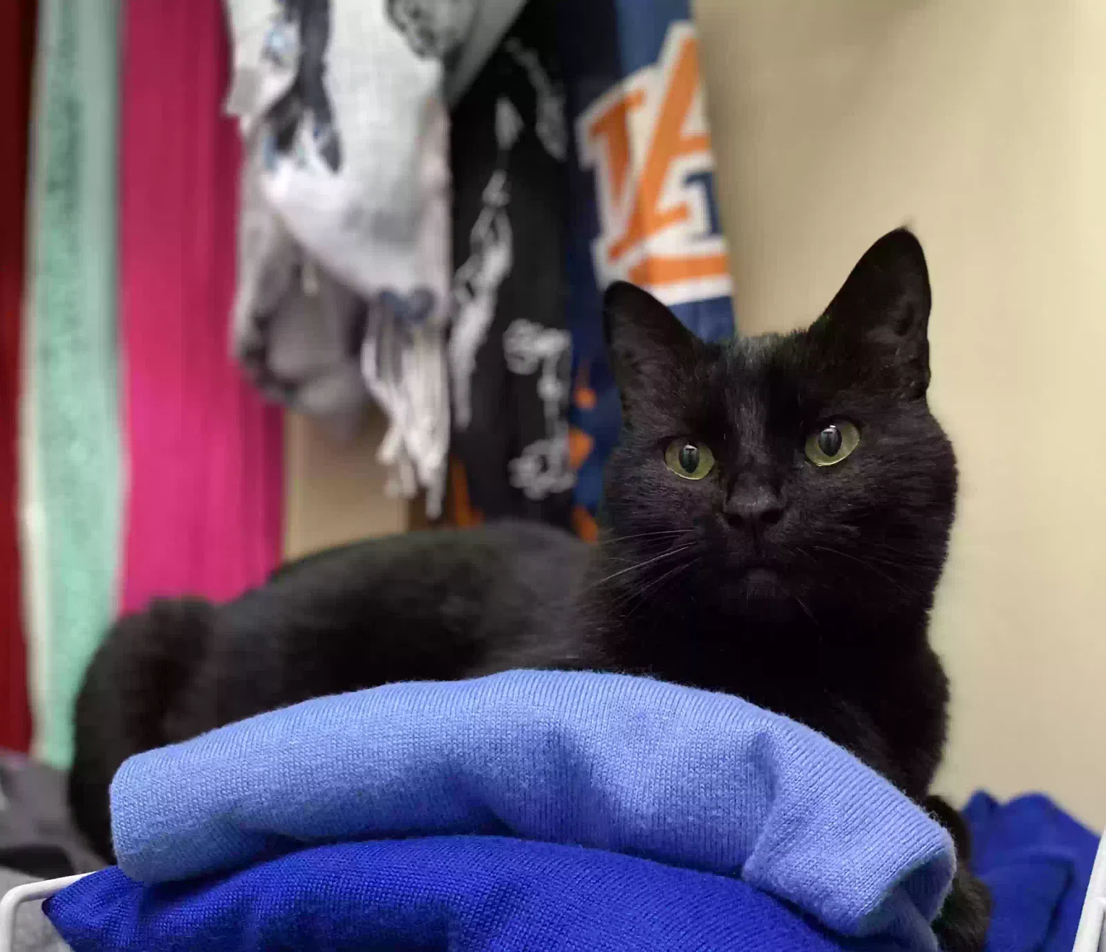 Lost cat in Unknown, GA, 0