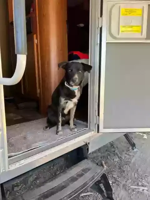 Lost dog in Clovis, CA, 93619
