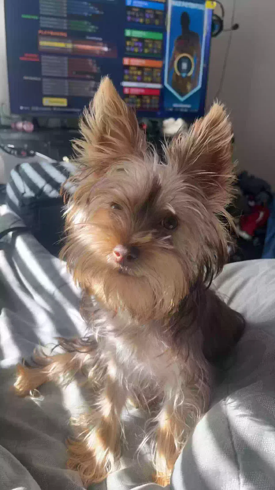 Lost dog in Colorado Springs, CO, 80916