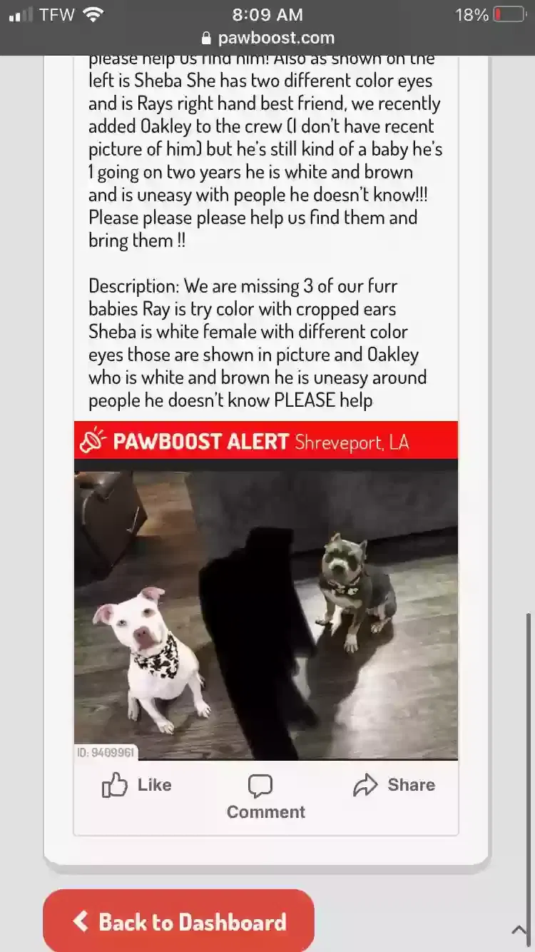 Lost dog in Shreveport, LA, 71104