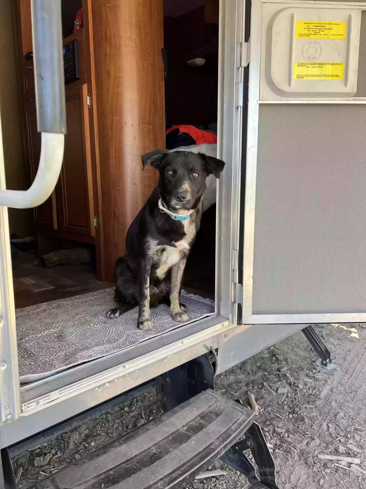 Lost dog in Clovis, CA, 93619