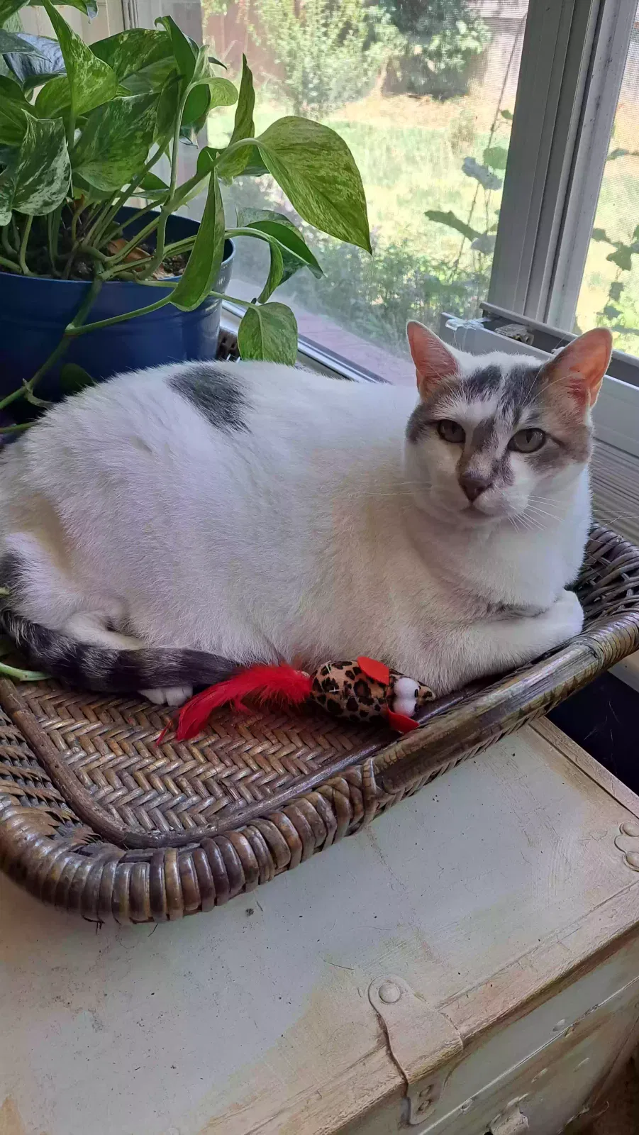 Lost cat in Keller, TX, 76244