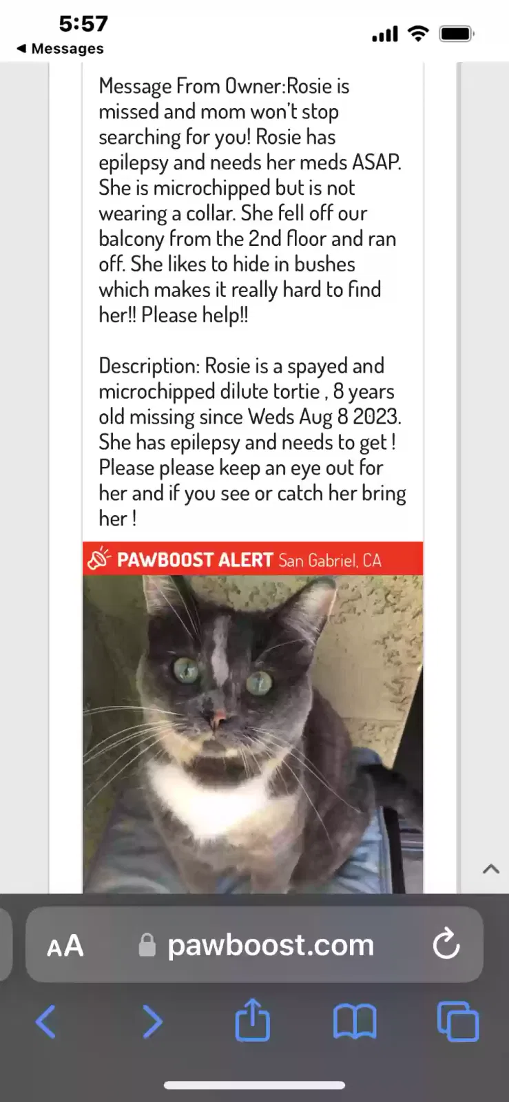 Lost cat in San Gabriel, CA, 91776