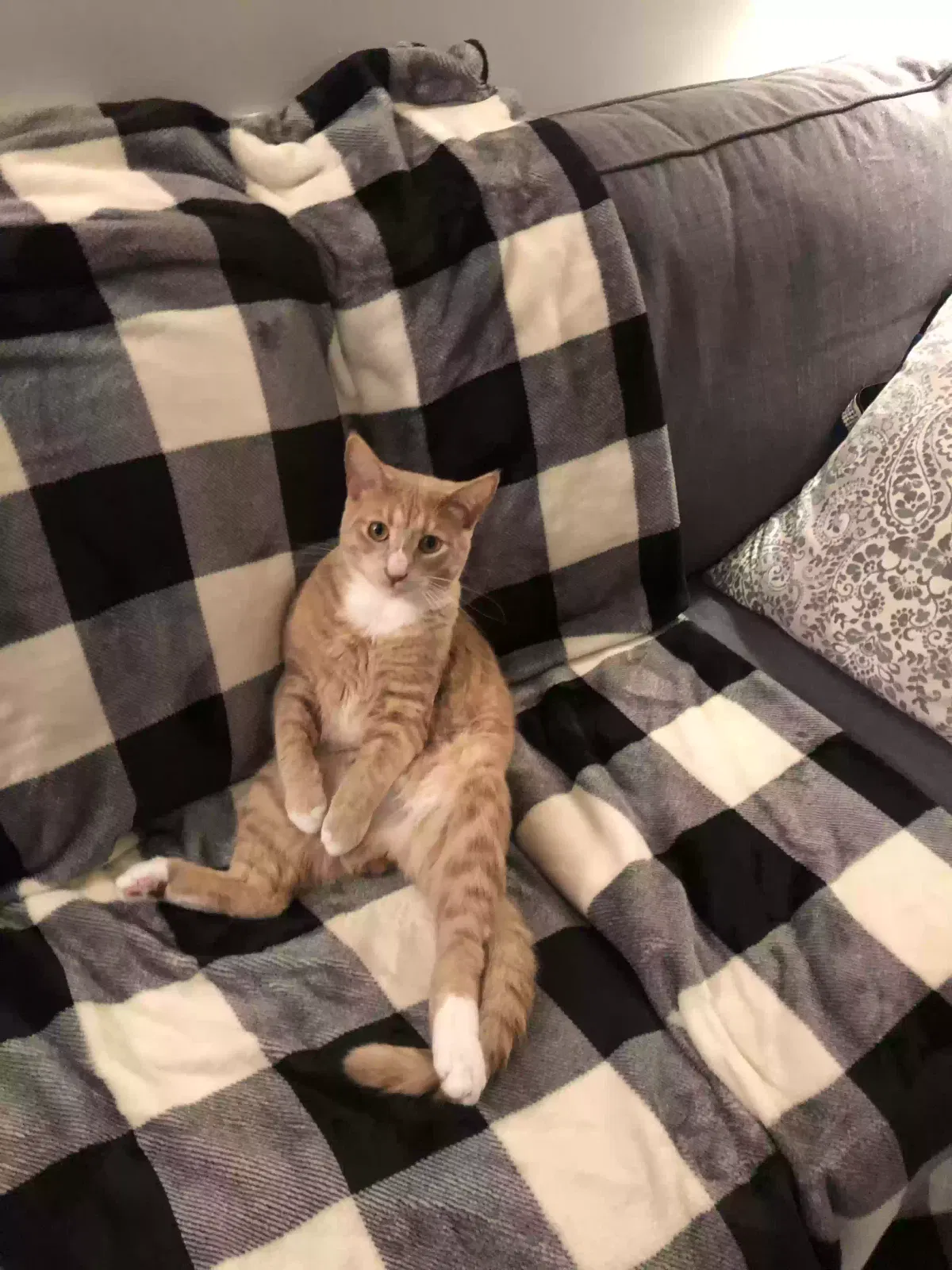 Lost cat in Rockford, IL, 61107