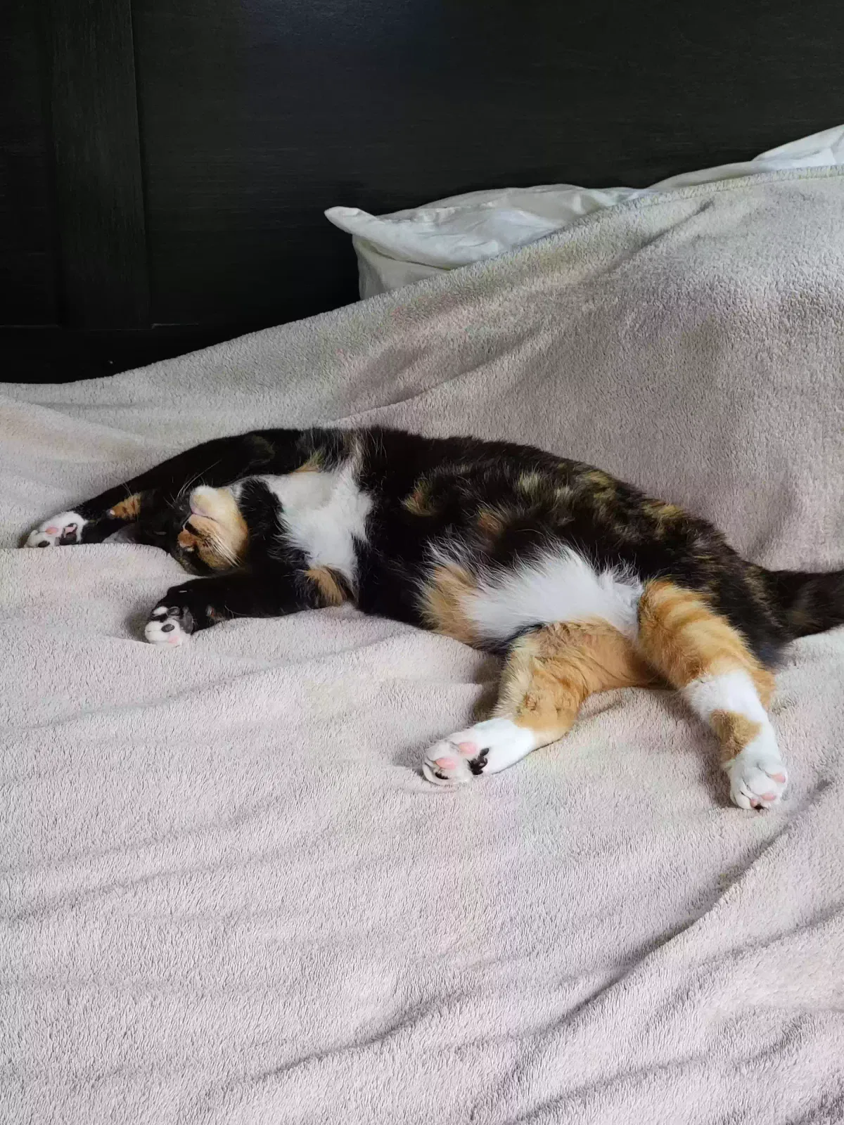 Lost cat in Dana Point, CA, 92629