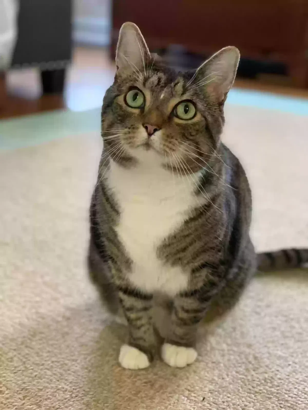 Lost cat in Greensboro, NC, 27408