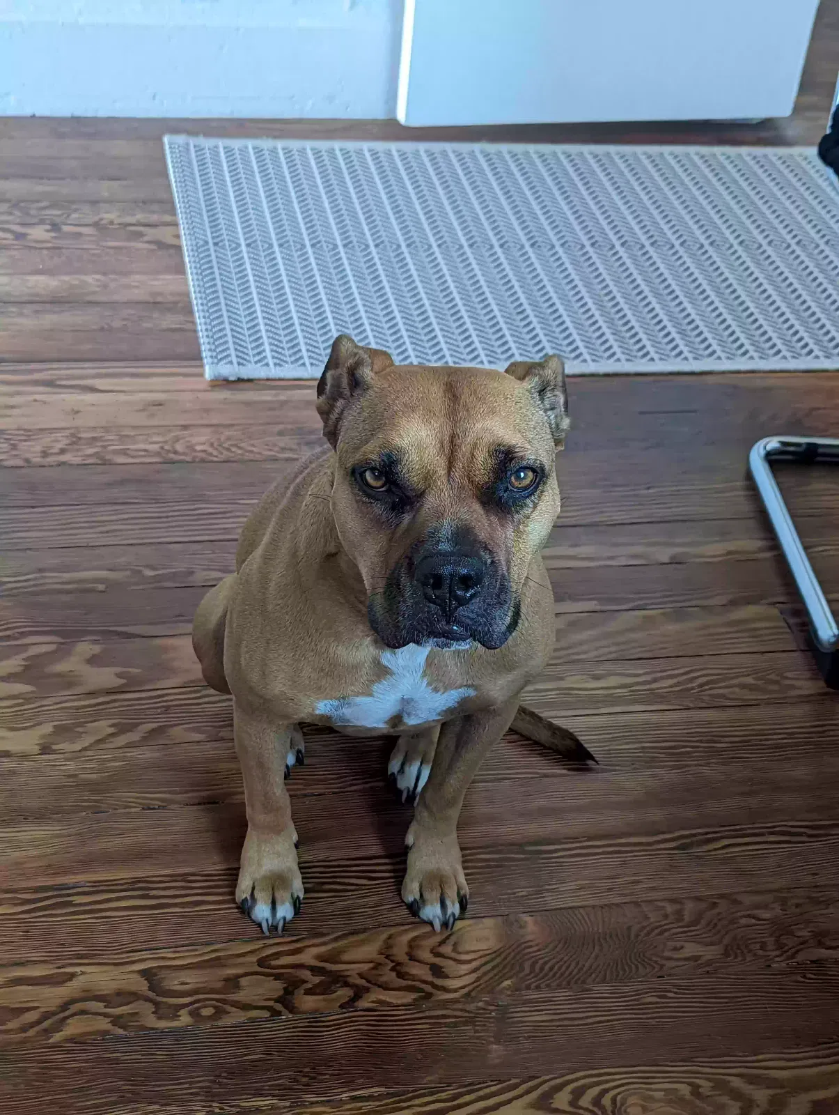 Lost dog in Berkeley, CA, 94705