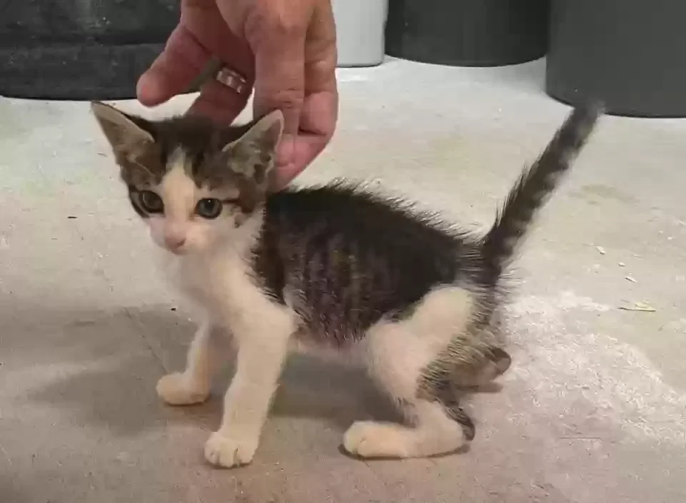 Found cat in Valdosta, GA, 31605
