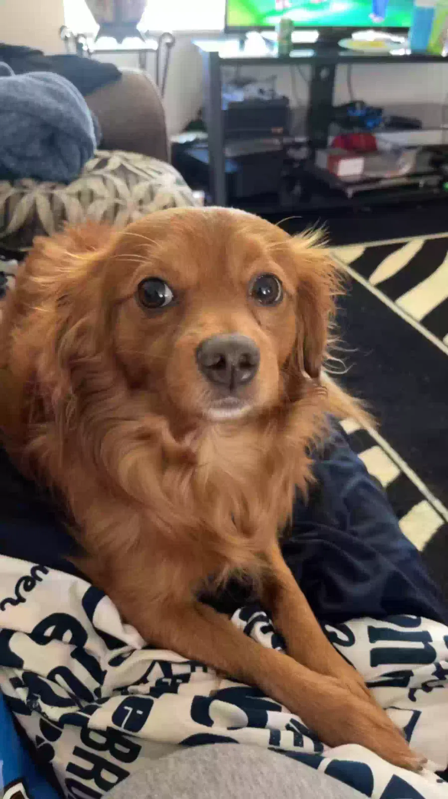 Lost dog in Englewood, CO, 80110