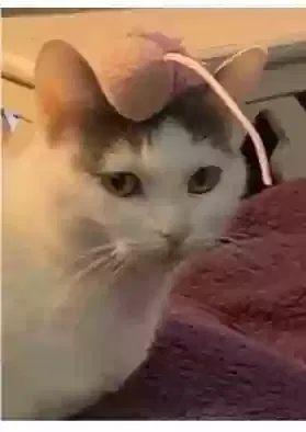 Lost cat in Lexington, NC, 27292