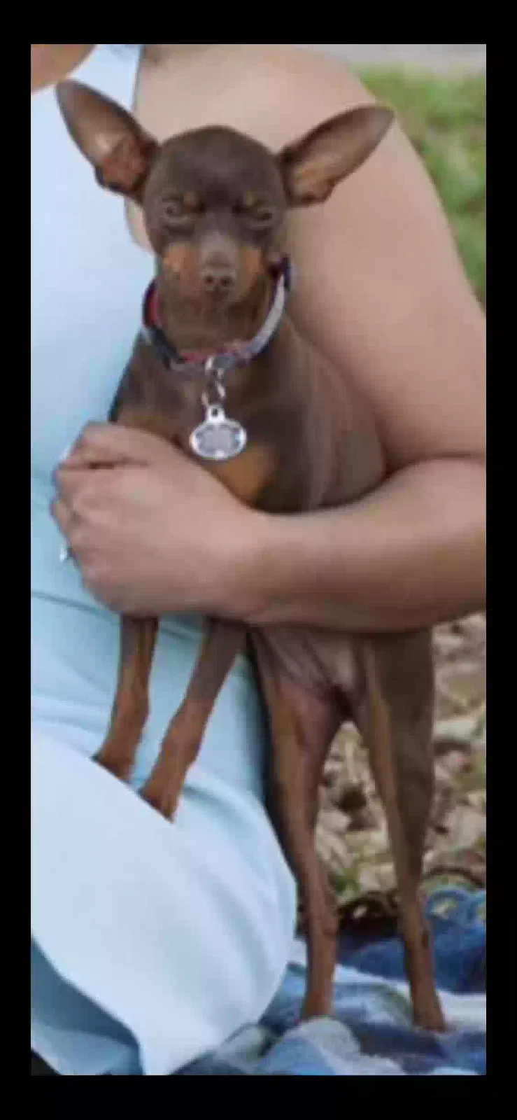 Lost dog in Birmingham, AL, 35244