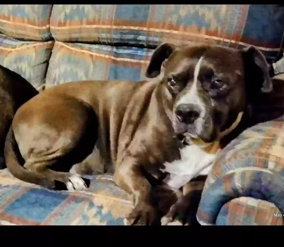 Lost dog in Moriarty, NM, 87035