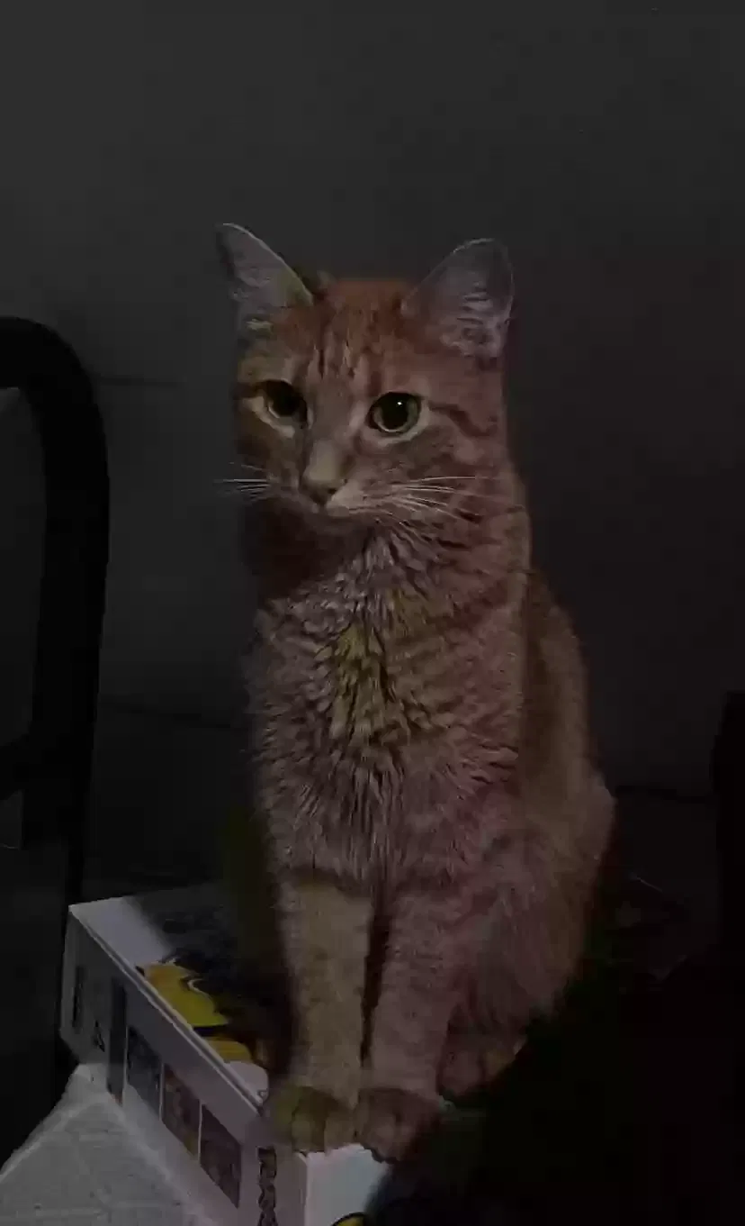 Lost cat in Chicago, IL, 60609