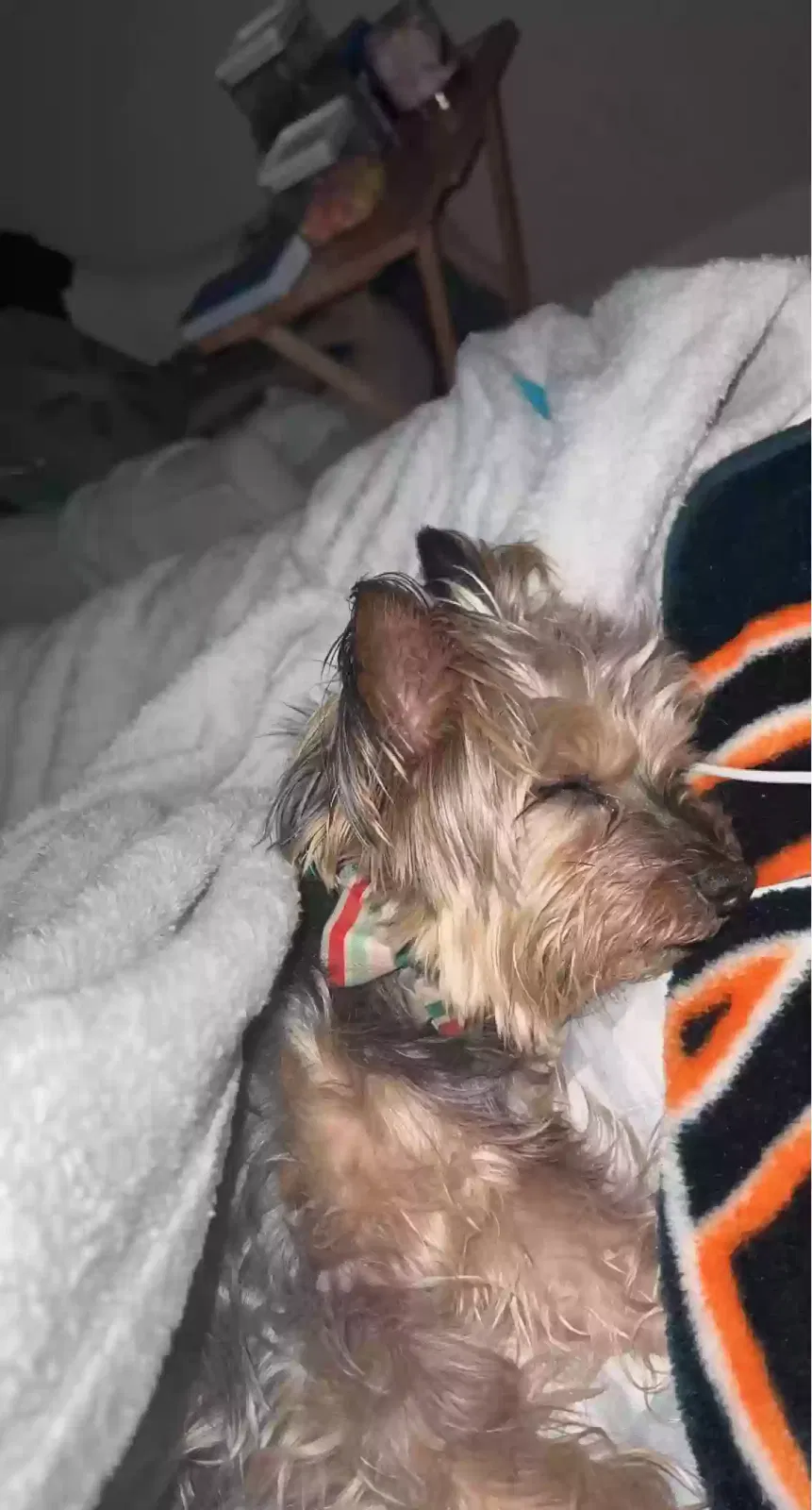 Lost dog in Baird, TX, 79504