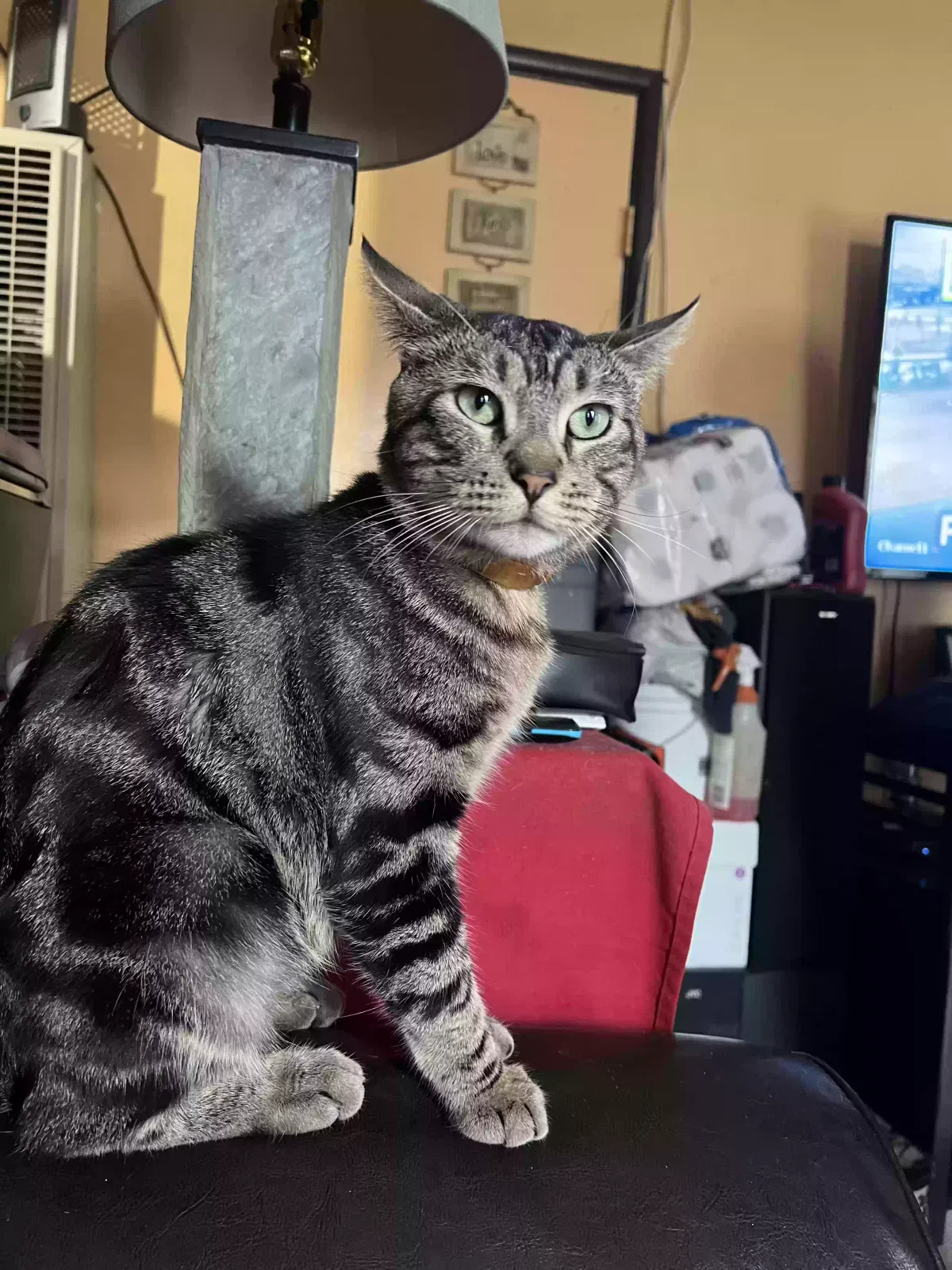 Lost cat in Los Angeles, CA, 90003