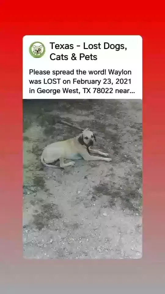 Lost dog in George West, TX, 78022