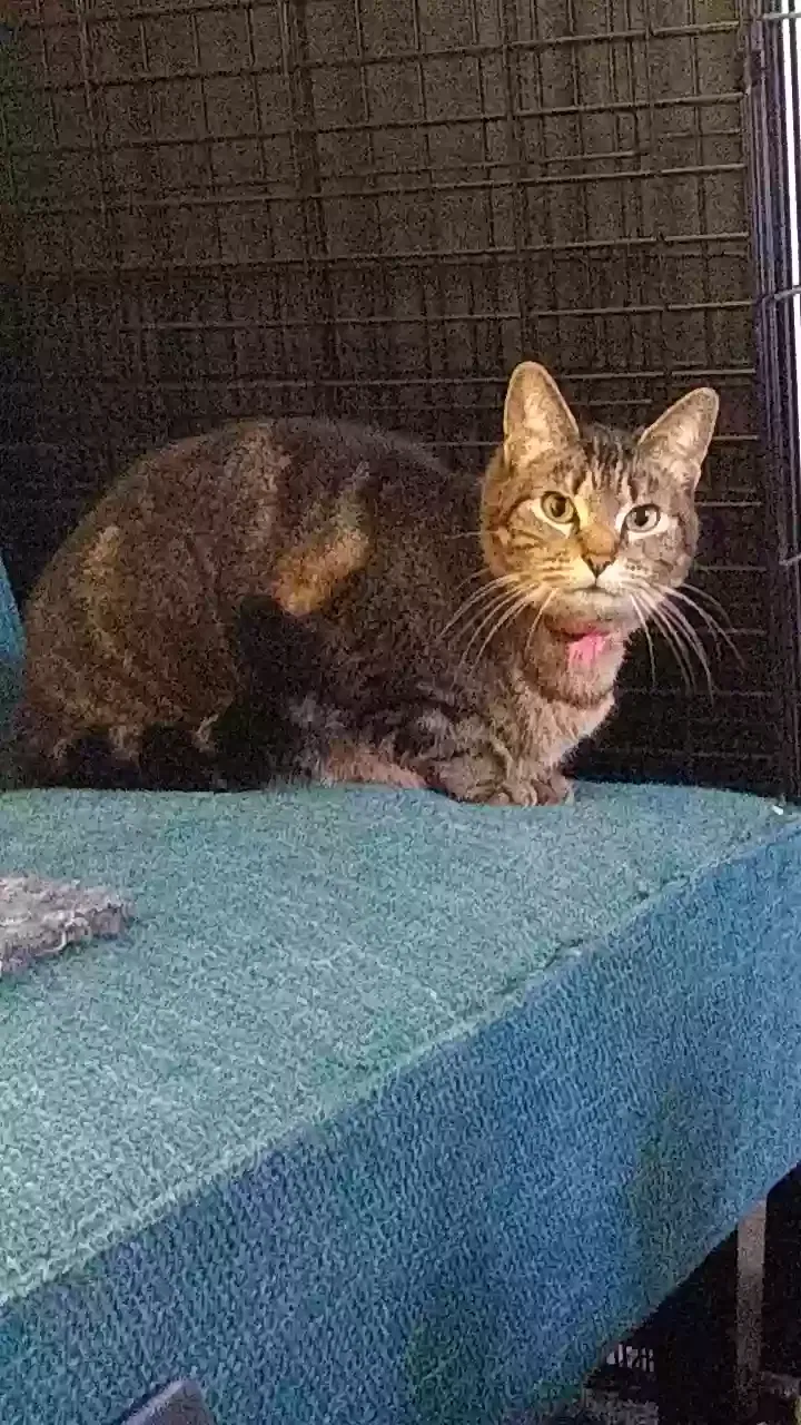 Lost cat in Tacoma, WA, 98406