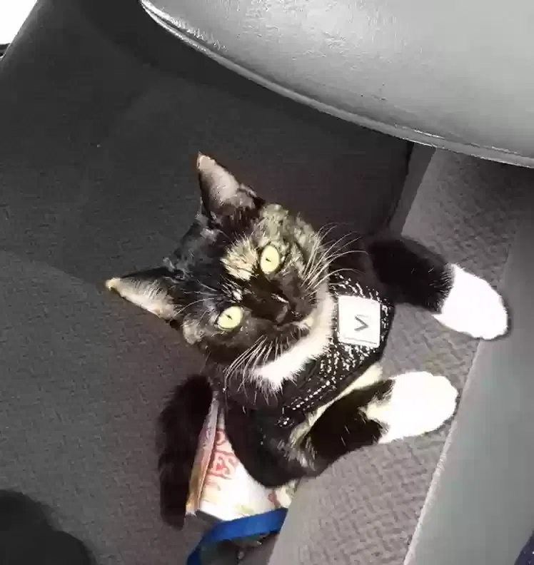 Lost cat in Great Falls, MT, 59401