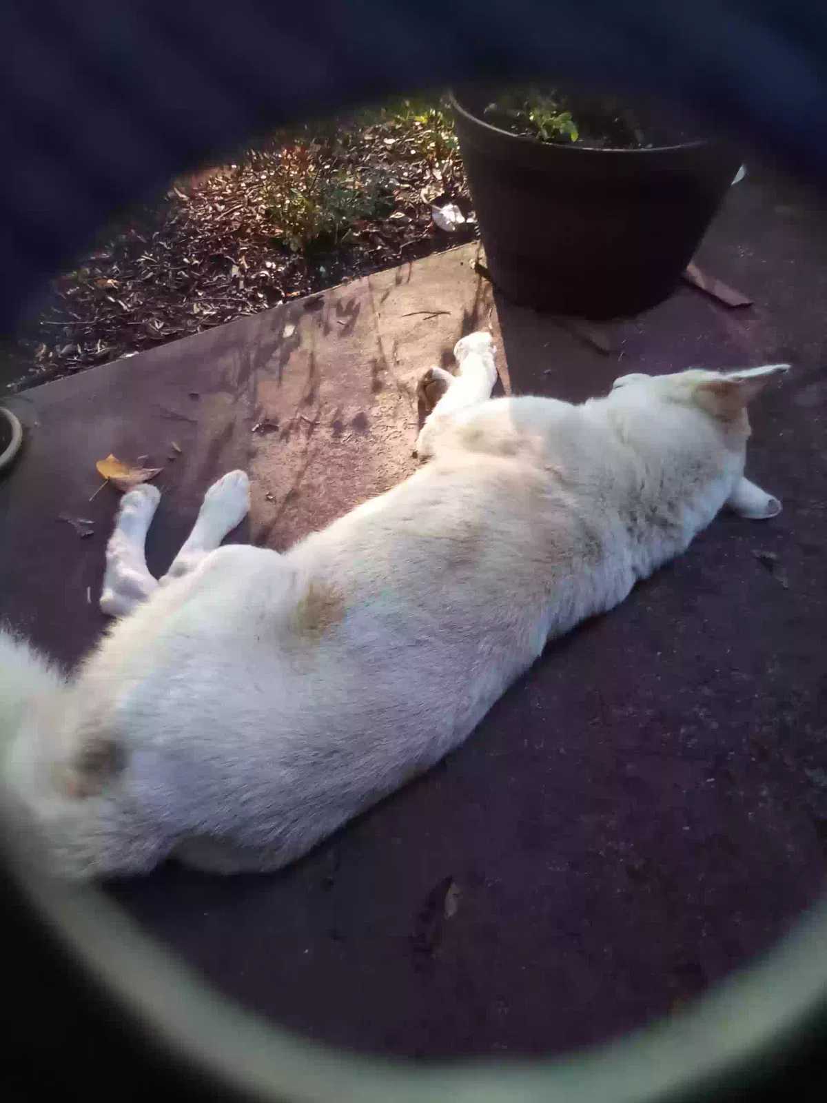 Found dog in Harmony, NC, 28634